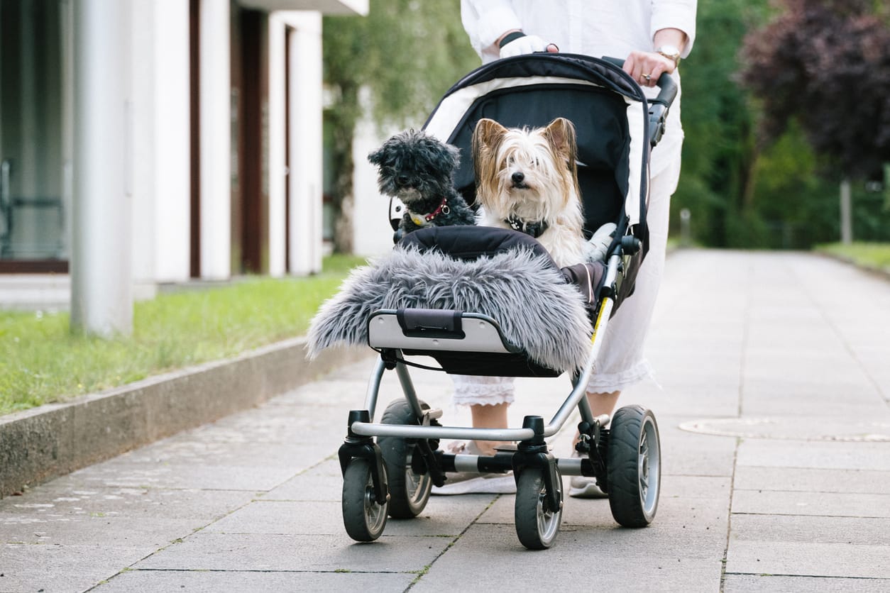 Pet Strollers The Best Way to Keep Your Pet Safe and Comfortable Dog